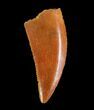 Serrated, Raptor Tooth - Morocco #73591-1